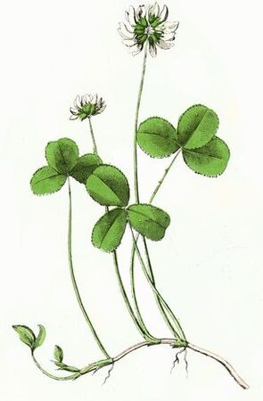 Kléi
